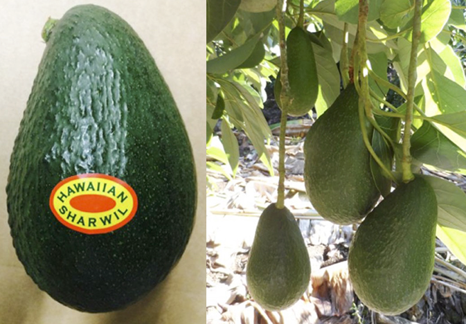 Hawaii Ramps Up Avocado Shipments to the Mainland U.S….