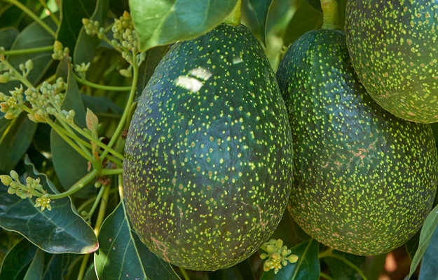 There’s a New Avocado in Hawaii, its a GEM!