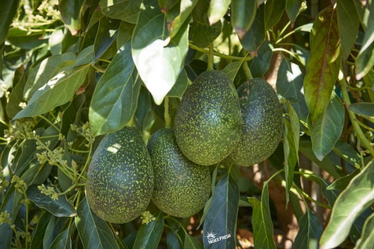 A ‘GEM’ of an Avocado Island Agribusiness